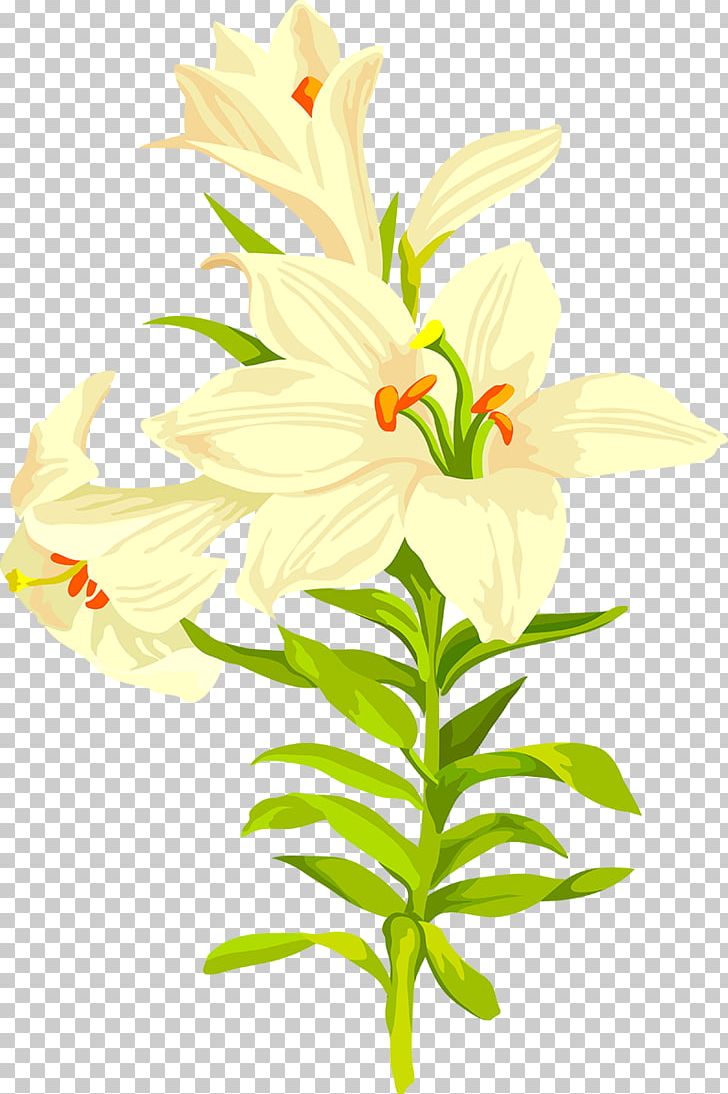 Lilium Flower PNG, Clipart, Computer Software, Cut Flowers, Download, Encapsulated Postscript, Flora Free PNG Download