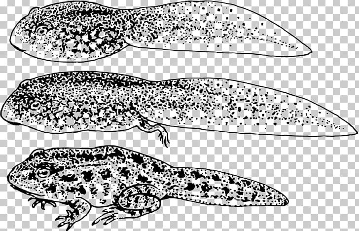 Common Frog Amphibian Tadpole PNG, Clipart, Amphibian, Animals, Black And White, Cane Toad, Common Frog Free PNG Download