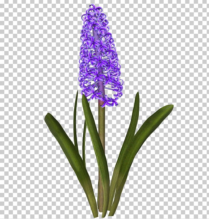 Hyacinth Drawing Kerti Virágok Daffodil Cut Flowers PNG, Clipart, 747, Austrian Briar, Common Lilac, Cut Flowers, Daffodil Free PNG Download
