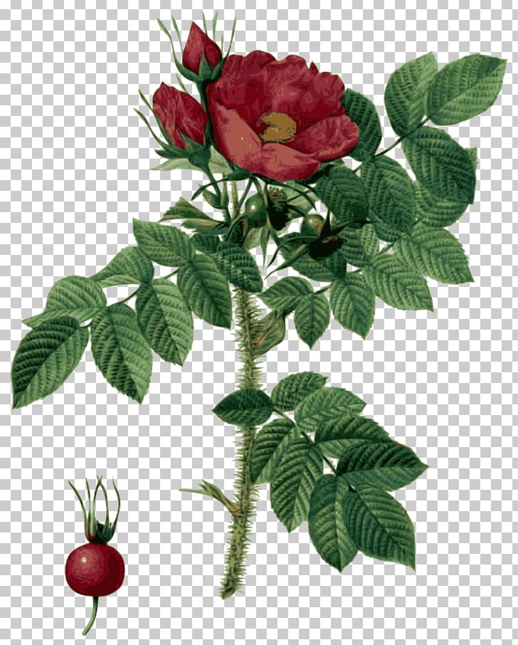 Les Roses Botanical Illustration Flower PNG, Clipart, Art, Botanical Illustration, Botany, Cut Flowers, Digital Image Free PNG Download
