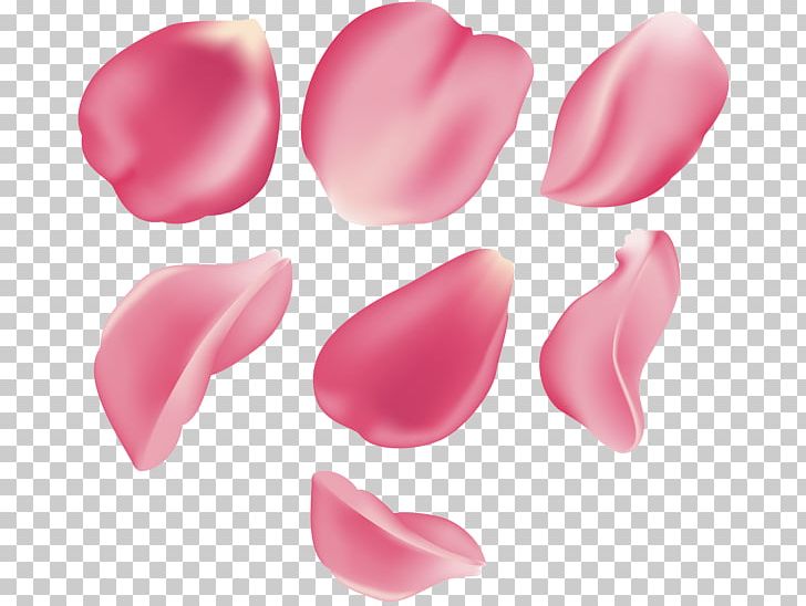 Rose Magenta PNG, Clipart, Art Museum, Beauty, Clip Art, Com, Commandline Interface Free PNG Download