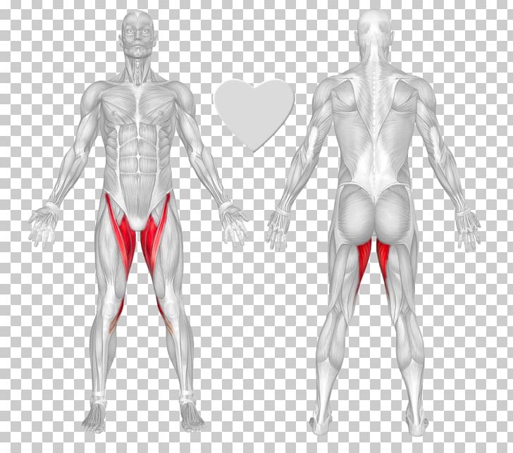 Physical Exercise Erector Spinae Muscles Rectus Abdominis Muscle Gluteus Maximus Muscle PNG, Clipart, Abdomen, Add, Arm, Bodybuilder, Hand Free PNG Download