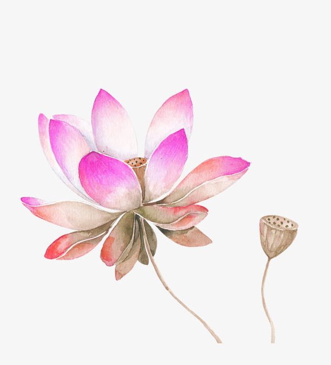 Pink Watercolor Lotus Flower Decorated Pattern PNG, Clipart, Decorated Clipart, Decorative, Decorative Pattern, Flower Clipart, Leave Free PNG Download