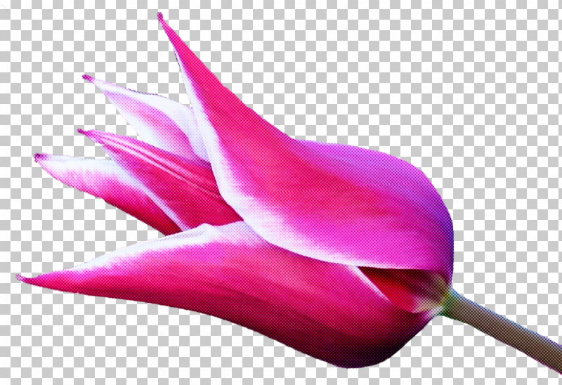 Pink Petal Flower Plant Pedicel PNG, Clipart, Anthurium, Bud, Flower, Fuchsia, Herbaceous Plant Free PNG Download