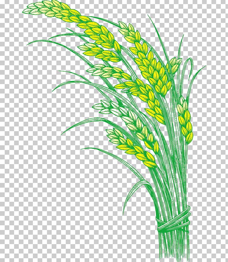 Rice Oryza Sativa Five Grains PNG, Clipart, Brown Rice, Caryopsis, Commodity, Feather, Five  Free PNG Download