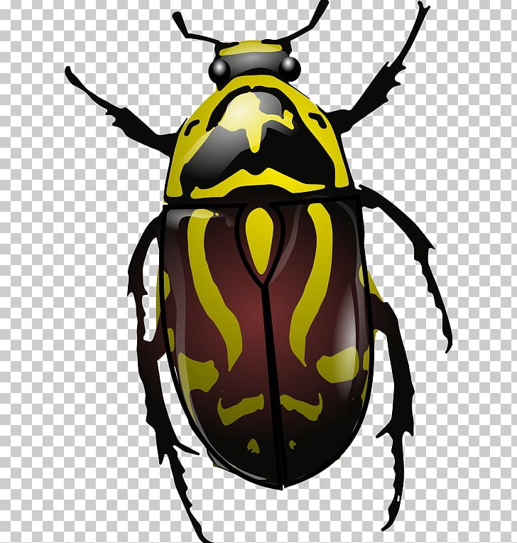 Stag Beetle Anatomy PNG, Clipart, Anatomy, Animals, Arthropod, Artwork, Beetle Free PNG Download