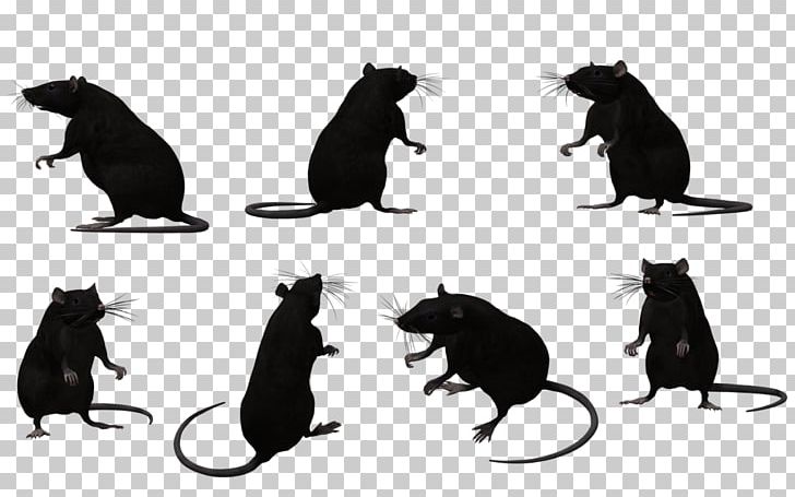Black Rat Animal Muroidea Silhouette PNG, Clipart, Agouti, Animal, Animals, Black, Black And White Free PNG Download