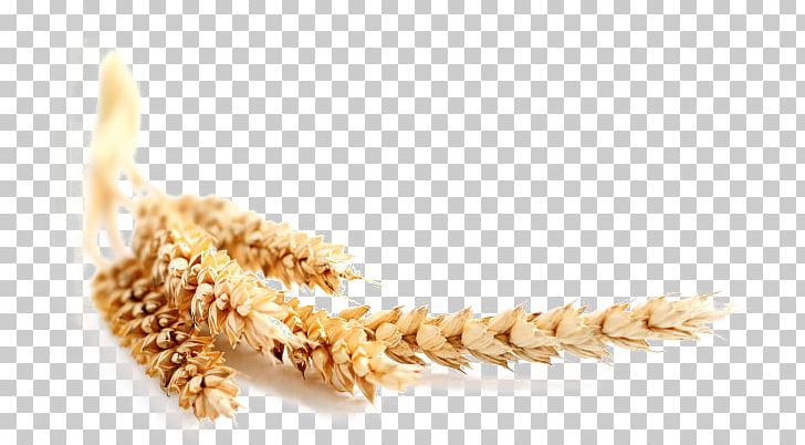 Common Wheat Maize Cereal Bran Oat PNG, Clipart, Barley, Commodity, Common, Cornmeal, Crop Free PNG Download