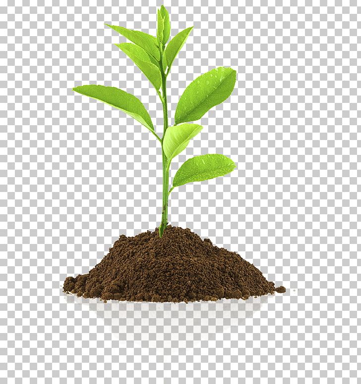Photography Sowing PNG, Clipart, Fotolia, Germination, Miscellaneous, Others, Photography Free PNG Download