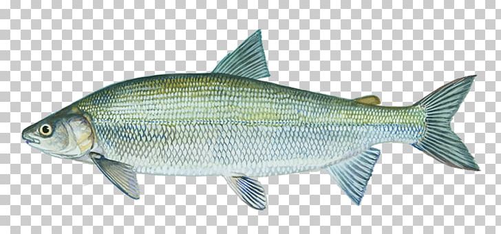 Sardine Lake Whitefish Great Lakes Alaska Whitefish PNG, Clipart, Animal Figure, Animals, Common Rudd, Coregonus Lavaretus, Fauna Free PNG Download