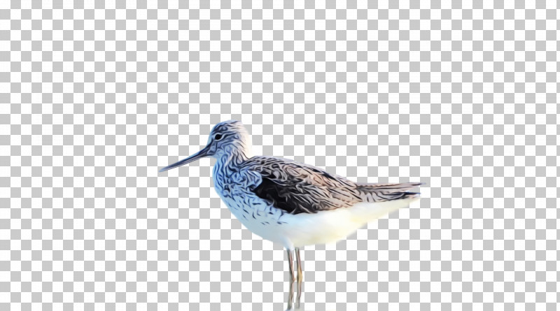 Common Redshank Snipe Beak PNG, Clipart, Beak, Common Redshank, Paint, Snipe, Watercolor Free PNG Download