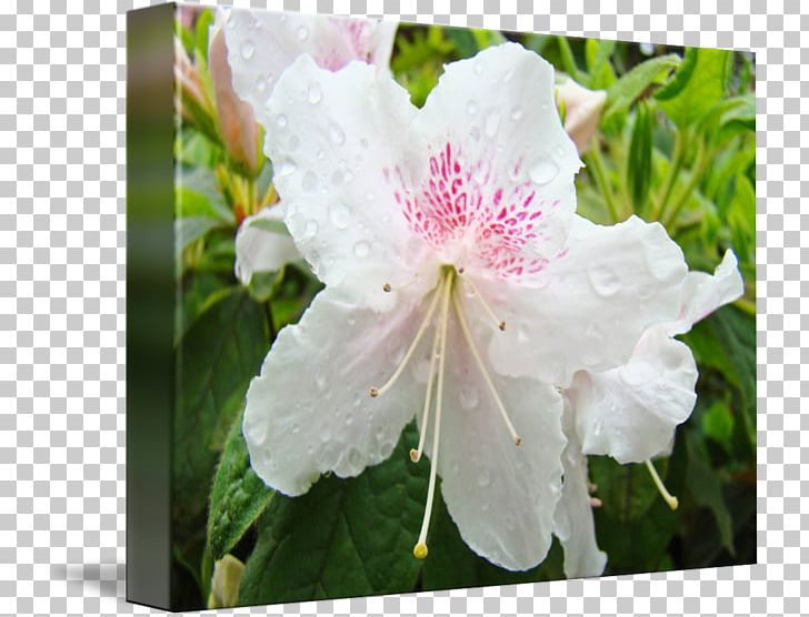 Azalea Rhododendron Floral Design Flower Landscape Design PNG, Clipart, Annual Plant, Art, Azalea, Ericales, Floral Design Free PNG Download