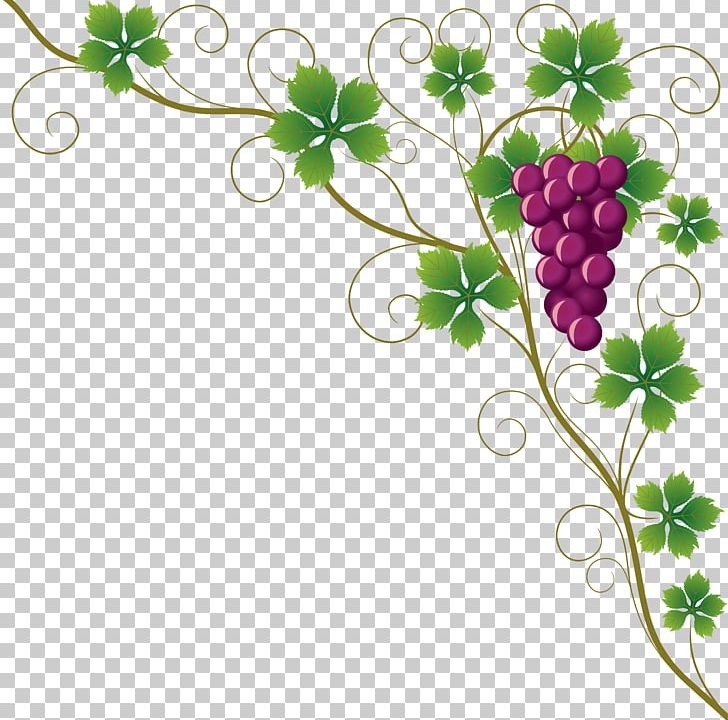 Common Grape Vine Grape Leaves Wine PNG, Clipart, Branch, Clip Art, Common Grape Vine, Encapsulated Postscript, Flora Free PNG Download