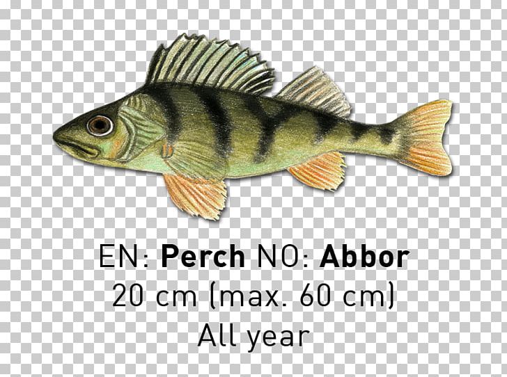 Perch Fish PNG, Clipart, Bony Fish, Fauna, Fish, Organism, Perch Free PNG Download