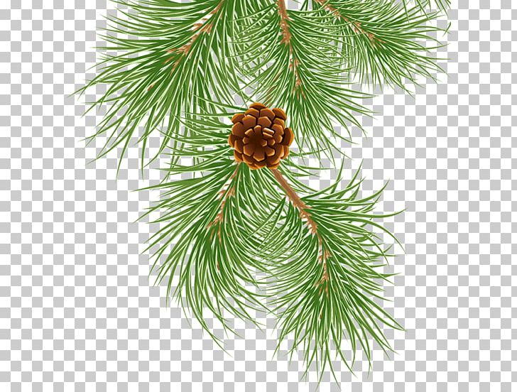 Spruce Eastern White Pine Conifer Cone Needle PNG, Clipart, Branch, Cdr, Christmas Decoration, Christmas Ornament, Conifer Free PNG Download