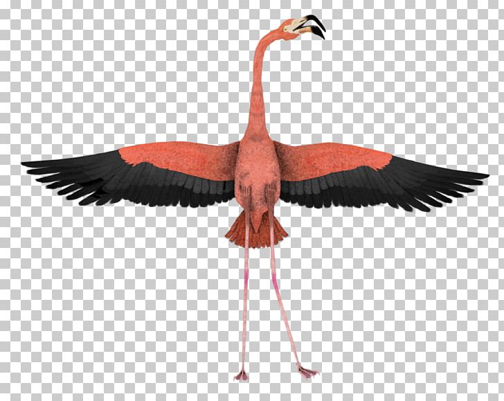 Water Bird Flamingo Wing Animal PNG, Clipart, Animal, Animals, Beak, Bird, Crane Like Bird Free PNG Download