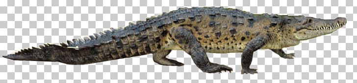 Nile Crocodile Gharial American Alligator PNG, Clipart, Alligators, American Alligator, Animal Figure, Computer Icons, Crocodile Free PNG Download
