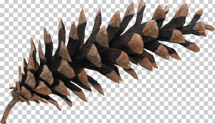 Pine Conifer Cone Spruce PNG, Clipart, Clip Art, Cone, Conifer, Conifer Cone, Conifers Free PNG Download