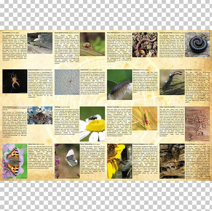 Information Board Game Ecogon Species PNG, Clipart, Animal, Board Game, Fauna, Flooring, Flora Free PNG Download