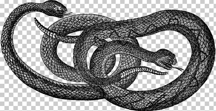 Kingsnakes Rattlesnake Boa Constrictor Colubrid Snakes Vipers PNG, Clipart, Black, Black And White, Boa Constrictor, Boas, Colubridae Free PNG Download