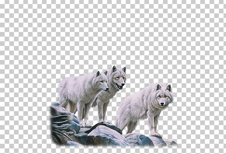 Alaskan Tundra Wolf Dog Arctic Wolf Red Deer Pack PNG, Clipart, Alaskan Tundra Wolf, Animal, Animals, Apex Predator, Arctic Wolf Free PNG Download