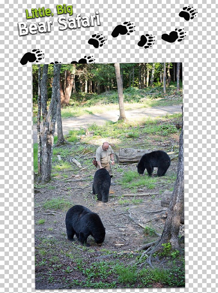 American Black Bear Brunswick Parish Little Big Bear Safari Giant Panda PNG, Clipart, American Black Bear, Animals, Bear, Big Bear Lake, Brunswick Parish Free PNG Download