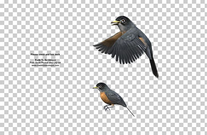 Bird European Robin Flight Eurasian Magpie American Robin PNG, Clipart, Acridotheres, Australian Magpie, Beak, Bird, Bird Flight Free PNG Download