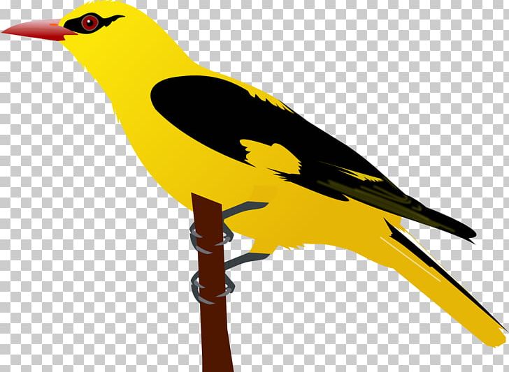 Eurasian Golden Oriole Bird Black-hooded Oriole PNG, Clipart, Animals, Baltimore Orioles, Beak, Bird, Blackhooded Oriole Free PNG Download