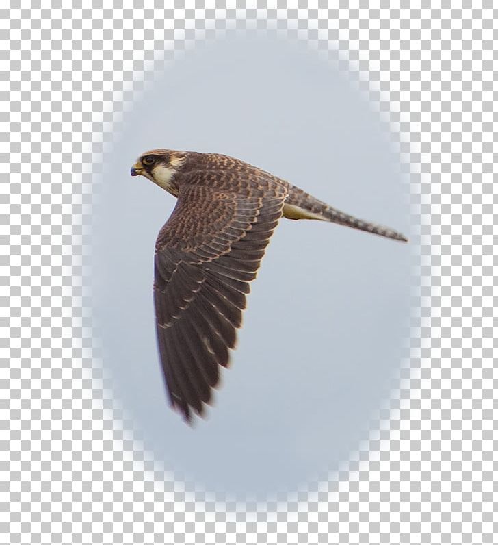 Hawk Buzzard Eagle Beak Falcon PNG, Clipart, Accipitriformes, Animals, Beak, Bird, Bird Of Prey Free PNG Download