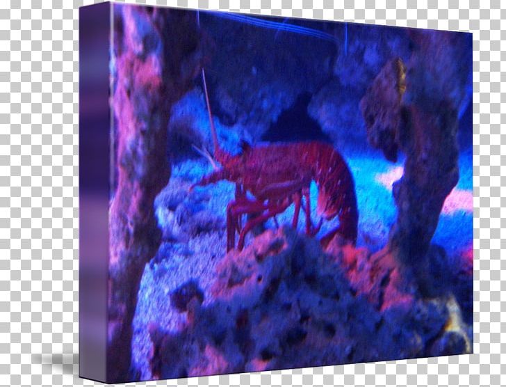 Aquarium Lighting Fish Violet Marine Biology PNG, Clipart, Animals, Aquarium, Aquarium Lighting, Biology, Coral Free PNG Download