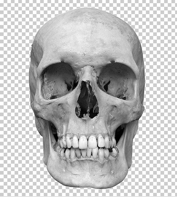 Flores Man Neanderthal Hominini Anatomically Modern Human PNG, Clipart, Anatomically Modern Human, Black And White, Bone, Discovery, Face Free PNG Download