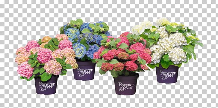 French Hydrangea Cut Flowers Flowerpot Pruning PNG, Clipart, Annual Plant, Artificial Flower, Bud, Cornales, Cut Flowers Free PNG Download