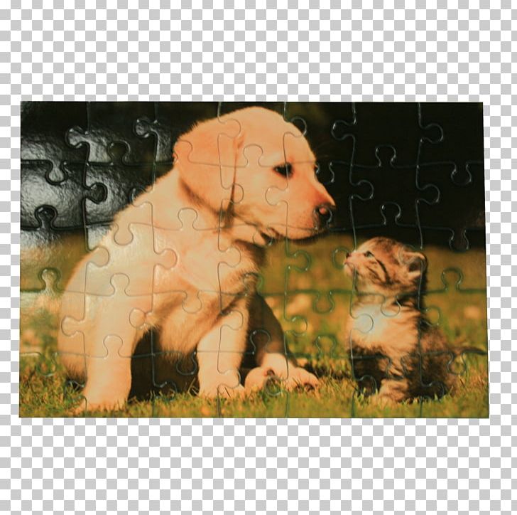 Puppy Kitten Cat Golden Retriever Poodle PNG, Clipart, Animals, Border Collie, Carnivoran, Cat, Companion Dog Free PNG Download