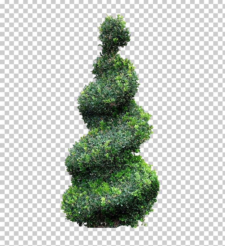 Topiary Tree Cupressus Landscape PNG, Clipart, Biome, Bonsai, Conifer, Cupressus, Evergreen Free PNG Download