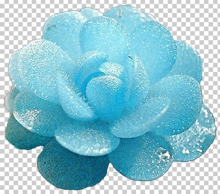 Blue Ice Succulent Plant Turquoise PNG, Clipart, Aqua, Azure, Blue, Blue Ice, Deviantart Free PNG Download