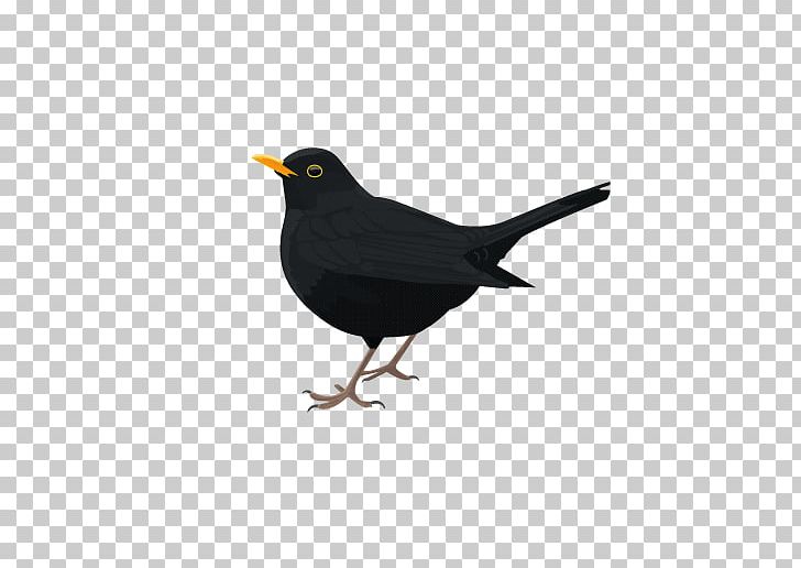 Common Blackbird PNG, Clipart, Acridotheres, Animals, Beak, Bird, Blackbird Free PNG Download