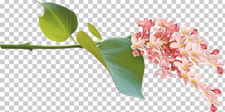 Flower PNG, Clipart, Branch, Cicek Resimleri, Color, Cut Flowers, Desktop Wallpaper Free PNG Download