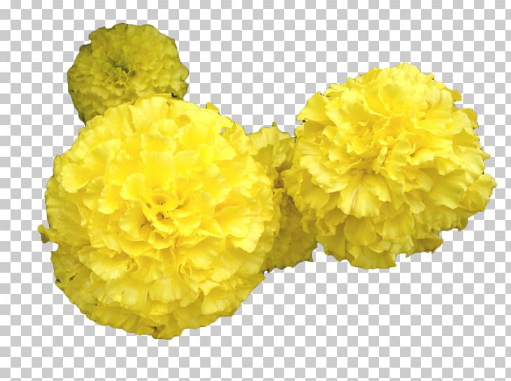 Mansu Hill Grand Monument Mexican Marigold Toran Flower PNG, Clipart, Adobe Illustrator, Chrysanthemum, Cut Flowers, Download, Encapsulated Postscript Free PNG Download