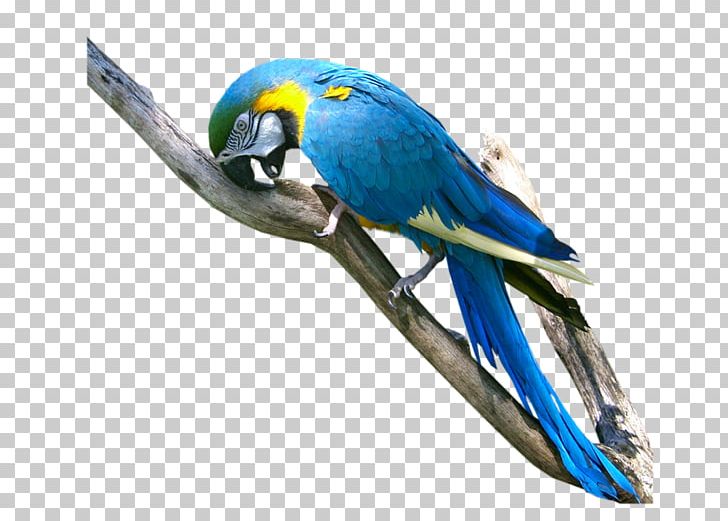 Parrot Bird Macaw Parakeet PNG, Clipart, Animal, Animals, Beak, Bird, Cat Free PNG Download