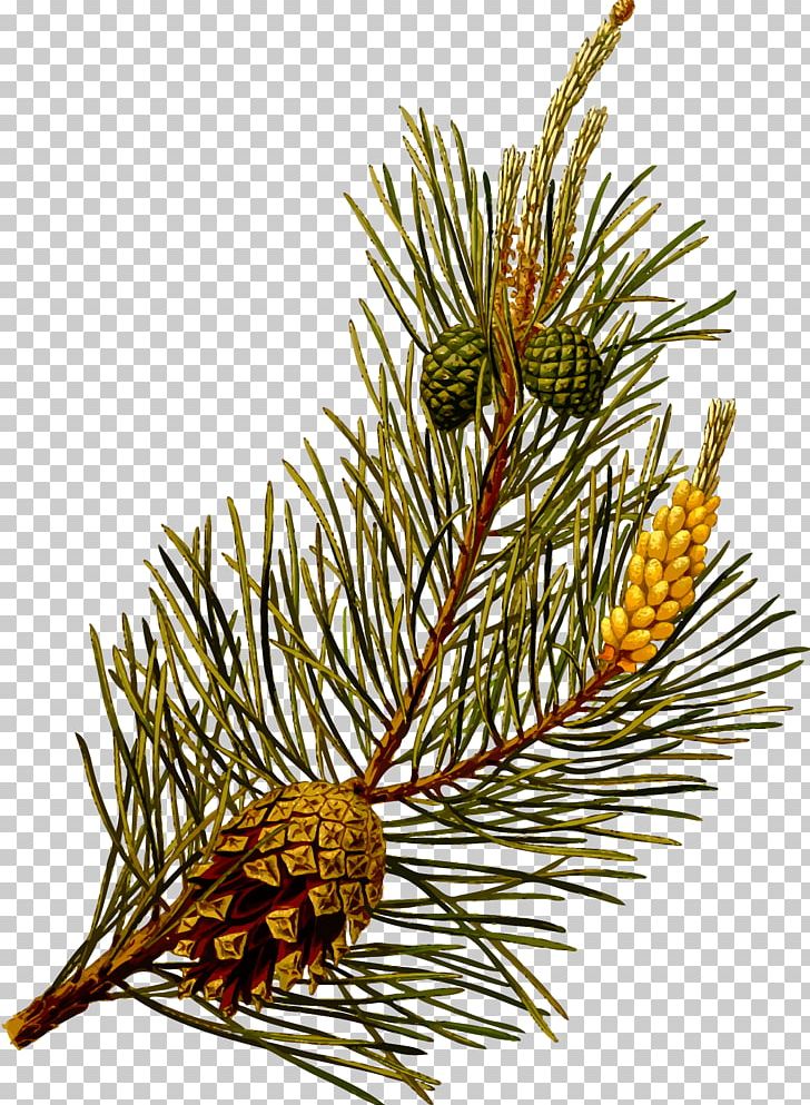 Scots Pine Pinus Contorta Botany Botanical Illustration Evergreen PNG, Clipart, Botanical Illustration, Botany, Branch, Cedar, Christmas Ornament Free PNG Download