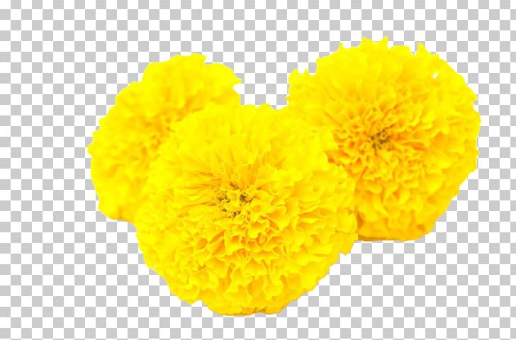 Calendula Officinalis Mexican Marigold Flower Yellow Toran PNG, Clipart, Calendula, Calendula Arvensis, Calendula Officinalis, Chrysanthemum, Chrysanths Free PNG Download
