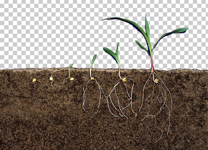Earth Soil Terrain Plant Rhizome PNG, Clipart, Begonia, Carnivorous Plant, Cultivo, Dischidia, Earth Free PNG Download