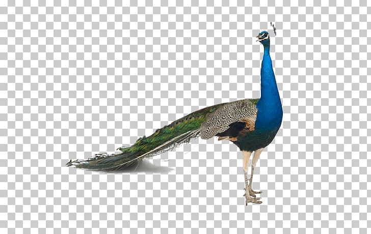 Bird Asiatic Peafowl Stock Photography Feather PNG, Clipart, Animal, Animals, Asiatic Peafowl, Beak, Fauna Free PNG Download