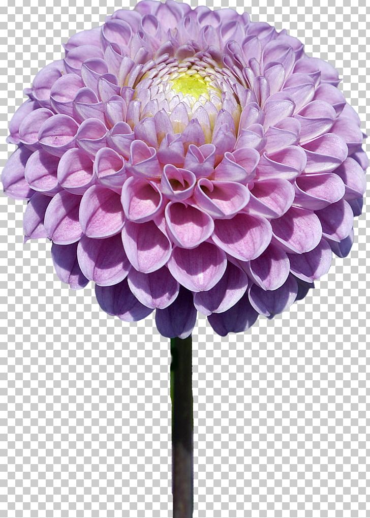Dahlia Flower Photography PaintShop Pro PNG, Clipart, Artificial Flower, Chrysanths, Cut Flowers, Dahlia, Daisy Family Free PNG Download