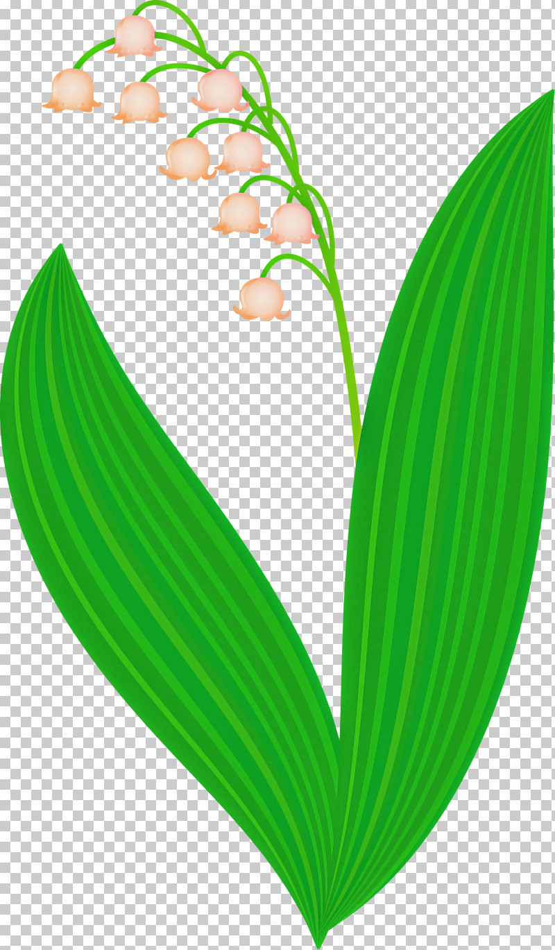 Lily Bell Flower PNG, Clipart, Flower, Green, Leaf, Lily Bell, Lily Of The Valley Free PNG Download