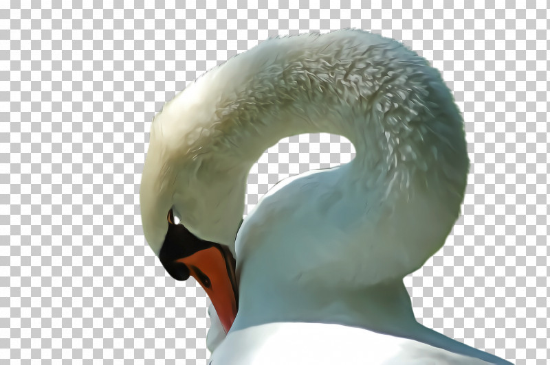 Swan Neck Water Bird Ducks, Geese And Swans Beak PNG, Clipart, Beak, Bird, Ducks Geese And Swans, Ear, Neck Free PNG Download