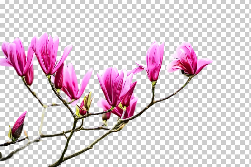 Flower Plant Petal Pink Spring PNG, Clipart, Branch, Chinese Magnolia, Crocus, Flower, Flowers Free PNG Download