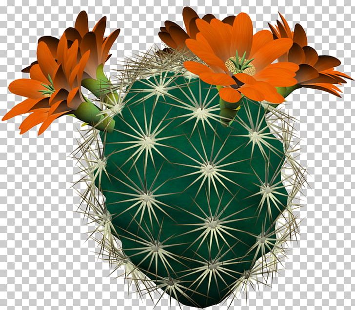 Cactaceae PhotoFiltre Digital PNG, Clipart, Benzersiz, Cactaceae, Cactus, Caryophyllales, Clip Art Free PNG Download