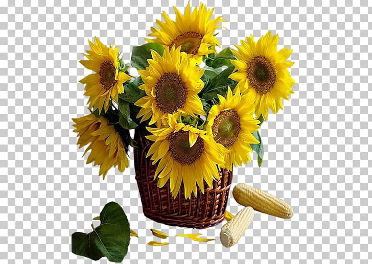 Common Sunflower PNG, Clipart, Clip Art, Common Sunflower, Computer Icons, Cut Flowers, Daisy Family Free PNG Download