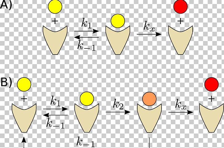 Kinetic Proofreading Ribosome Biochemistry 基質特異性 PNG, Clipart, Angle, Area, Biochemistry, Diagram, Emoticon Free PNG Download